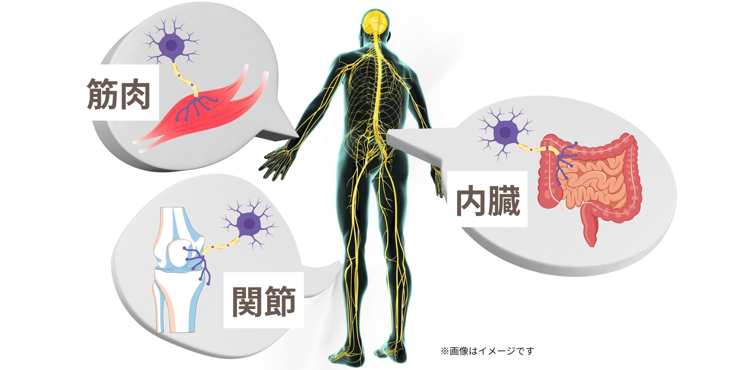 神経が支配